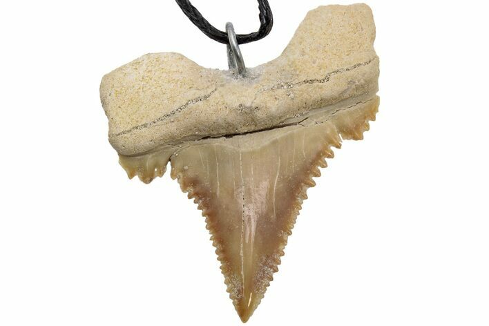 Serrated, Fossil Paleocarcharodon Shark Tooth Necklace #216881